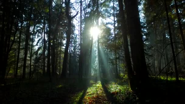 Luce Intensa Nella Bellissima Foresta Autunnale — Video Stock