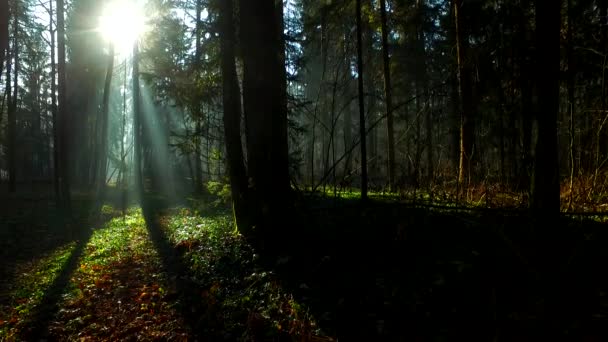 Intensive Light Beautiful Autumn Forest — Stock Video