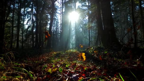 Intenzív Fény Gyönyörű Őszi Erdőben — Stock videók