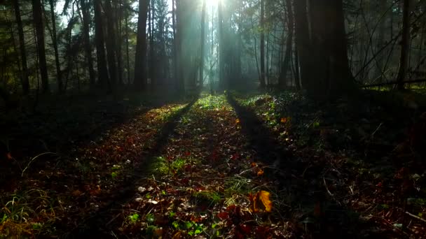 Luz Intensa Hermoso Bosque Otoñal — Vídeos de Stock
