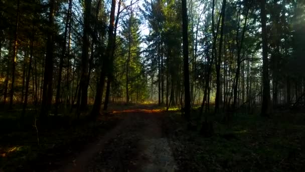 Luz Intensiva Bela Floresta Outono — Vídeo de Stock