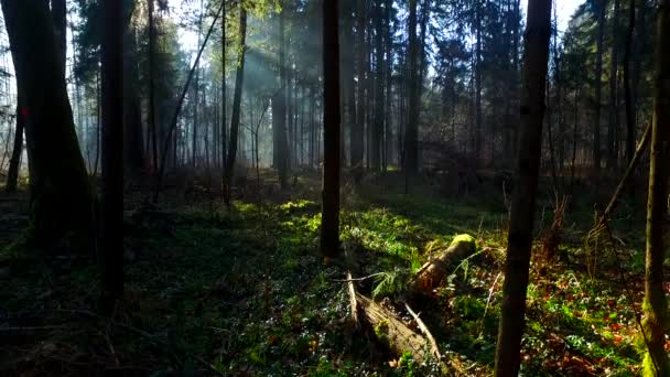 Luz Intensa Hermoso Bosque Otoñal — Vídeos de Stock