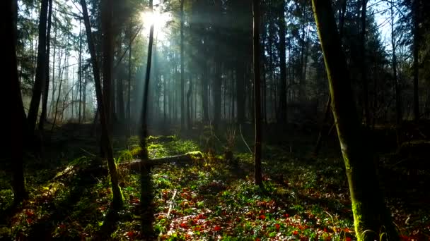 Luz Intensiva Bela Floresta Outono — Vídeo de Stock