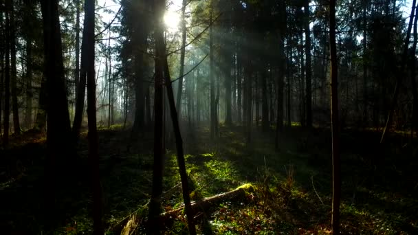 Luz Intensa Hermoso Bosque Otoñal — Vídeo de stock