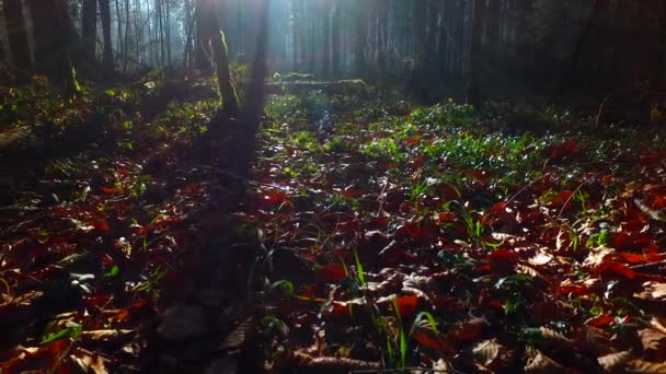 Intensief Licht Prachtig Herfstbos — Stockvideo