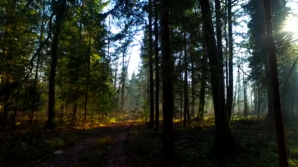 Інтенсивне Світло Прекрасному Осінньому Лісі — стокове відео