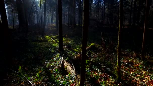 Luce Intensa Nella Bellissima Foresta Autunnale — Video Stock