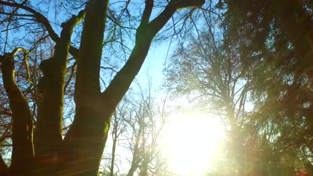 阳光和薄雾笼罩着冬日的秃顶森林 阴影和轮廓 — 图库视频影像