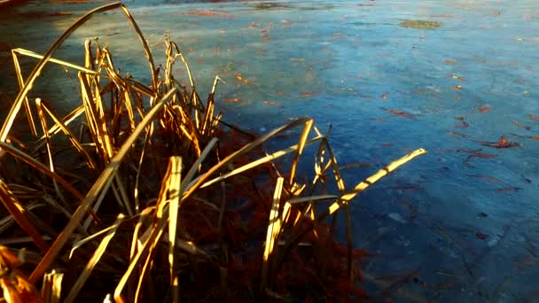 Icy Lake Icy Water Cold Weather Cold Forest Beautiful Sun — Wideo stockowe