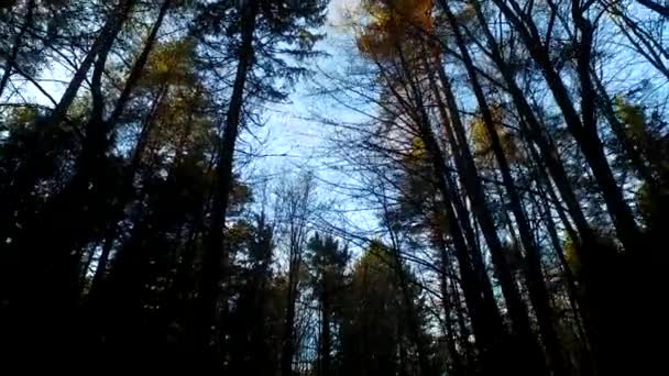 Sol Névoa Floresta Careca Inverno Sombras Silhuetas — Vídeo de Stock