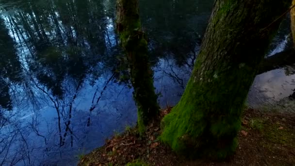 Sun Mist Winter Bald Forest Shadows Silhouettes — Vídeo de stock