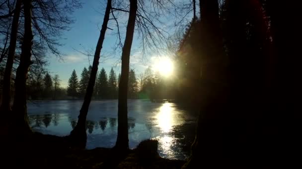 Ήλιος Και Ομίχλη Στο Καραφλό Δάσος Του Χειμώνα Σκιές Και — Αρχείο Βίντεο