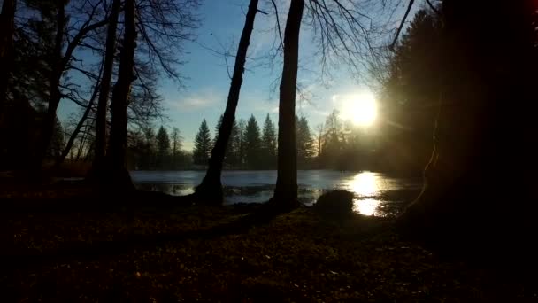 Sol Névoa Floresta Careca Inverno Sombras Silhuetas — Vídeo de Stock