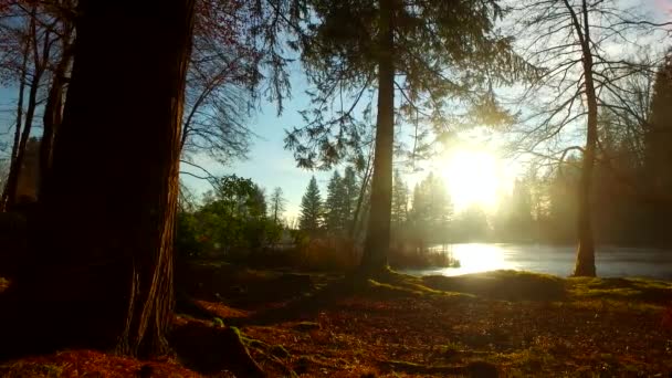 Sun Mist Winter Bald Forest Shadows Silhouettes — Stockvideo