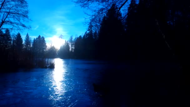 Forêt Effrayante Valley Silhouettes Arbres Nus Sans Feuilles Bleu Foncé — Video