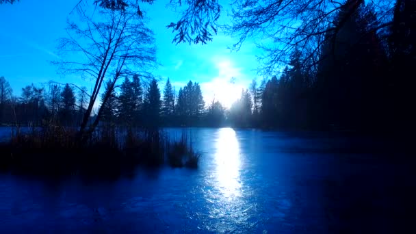 Spooky Forest Valley Silhouettes Bare Trees Leaves Dark Blue Night — ストック動画