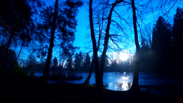 Spooky Forest Valley Silhouettes Bare Trees Leaves Dark Blue Night — Vídeo de stock