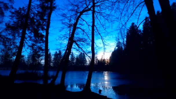 Spooky Forest Valley Silhouettes Bare Trees Leaves Dark Blue Night — ストック動画