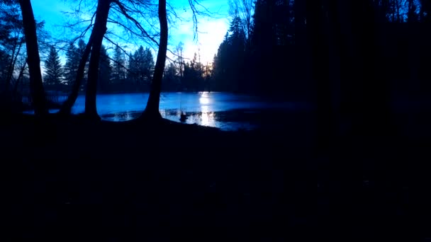 恐怖的森林 光秃秃的没有叶子的树的轮廓 夜空前的深蓝色 简化的构图 美丽的深蓝色天空 — 图库视频影像