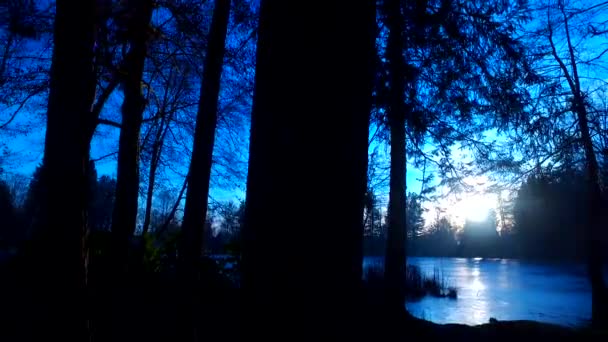 Spooky Forest Valley Silhouettes Bare Trees Leaves Dark Blue Night — ストック動画