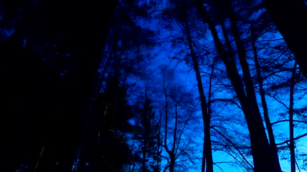 Spooky Forest Valley Silhouettes Bare Trees Leaves Dark Blue Night — Video Stock