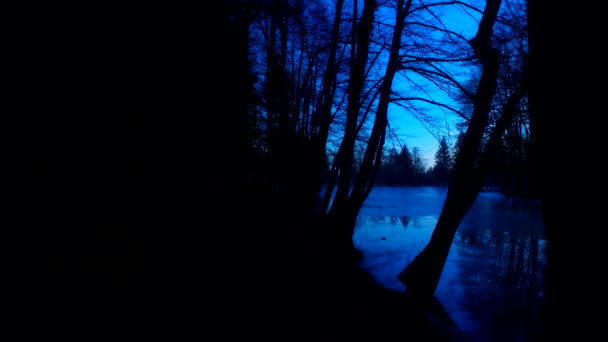 Espeluznante Bosque Valle Siluetas Árboles Desnudos Sin Hojas Azul Oscuro — Vídeo de stock