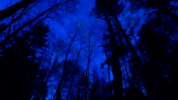 Straszny Las Dolina Sylwetki Gołych Drzew Bez Liści Ciemnoniebieski Przed — Wideo stockowe
