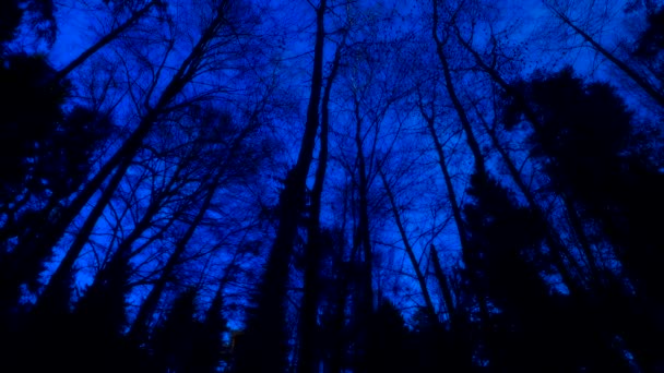 Spooky Forest Valley Silhouettes Bare Trees Leaves Dark Blue Night — ストック動画