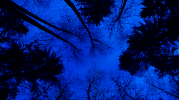 Spooky Forest Valley Silhouettes Bare Trees Leaves Dark Blue Night — ストック動画