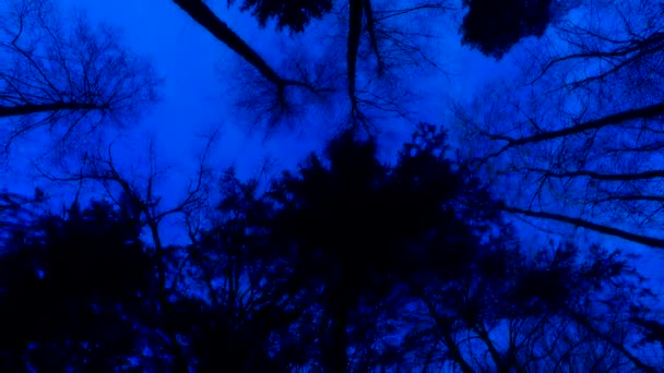 나무가 우거진 벌거숭이 나무의 실루엣 밤하늘이 전에는 파랑이었다 구성이다 하늘의 — 비디오