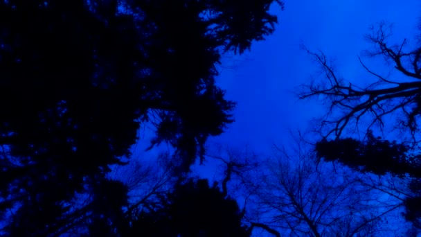 恐怖的森林 光秃秃的没有叶子的树的轮廓 夜空前的深蓝色 简化的构图 美丽的深蓝色天空 — 图库视频影像