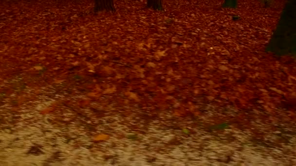 Golden Orange Brown Leaves Ground Autumn Day — Stockvideo