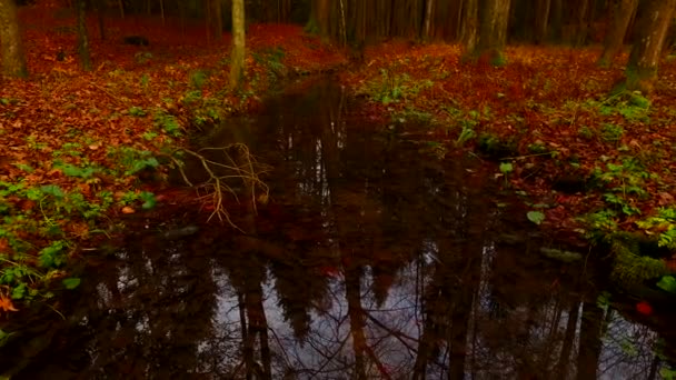 Reflecties Van Boomsilhouetten Een Wateroppervlak Van Kleine Beekjes — Stockvideo