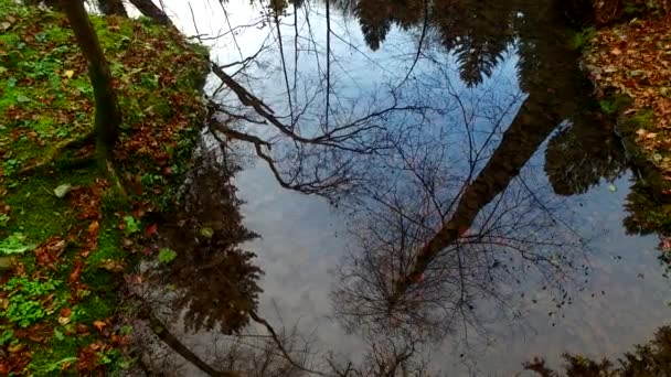 Reflections Tree Silhouettes Water Surface Small Stream — Stock video