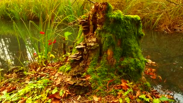 Old Stump Small Water Stream Cloudy Autumn Day — ストック動画