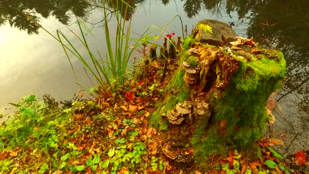 Old Stump Small Water Stream Cloudy Autumn Day — Stock video