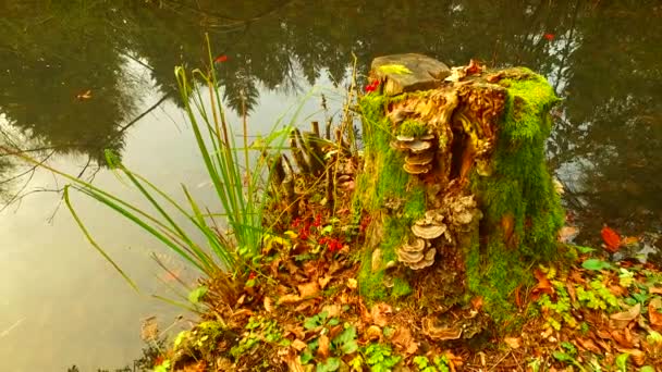 Old Stump Small Water Stream Cloudy Autumn Day — ストック動画