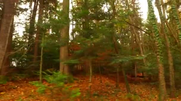 Árvores Ramos Com Folhas Últimas Outono Pouco Antes Inverno Chegará — Vídeo de Stock