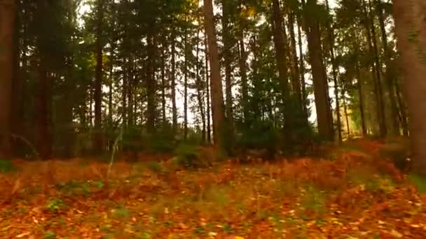 Fák Ágak Utolsó Levelekkel Ősszel Épp Mielőtt Tél Elérkezik — Stock videók