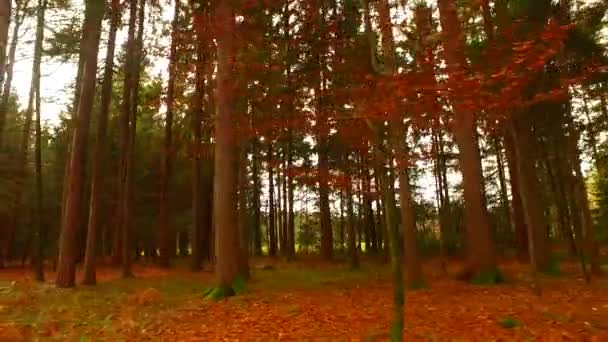 Trees Branches Last Leaves Autumn Just Winter Arrive — Videoclip de stoc