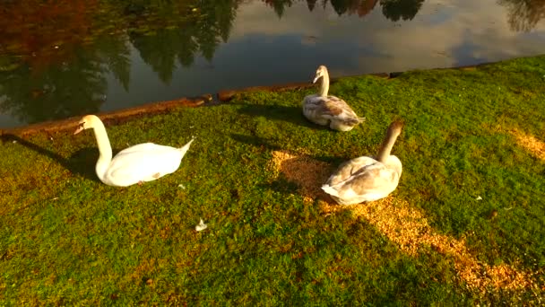 Young Still Brown Swans Shore Small Lake Just Feeding Themselves — 图库视频影像