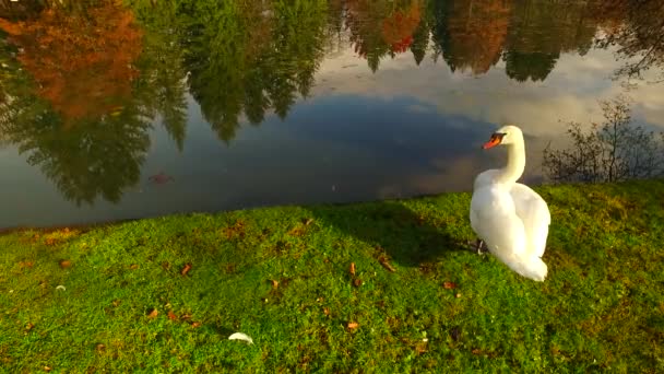 Young Still Brown Swans Shore Small Lake Just Feeding Themselves — Stok video