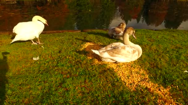 Young Still Brown Swans Shore Small Lake Just Feeding Themselves — 图库视频影像