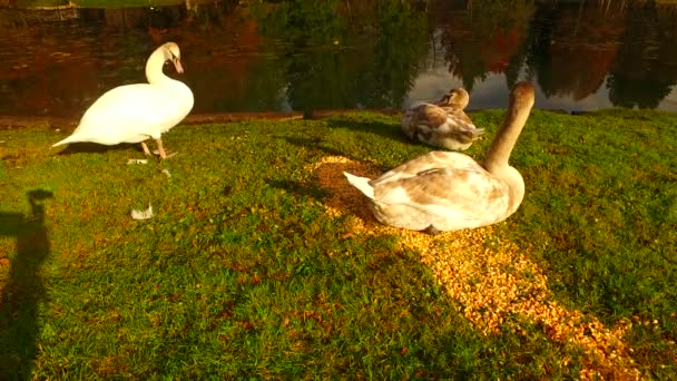 Young Still Brown Swans Shore Small Lake Just Feeding Themselves — Vídeo de Stock