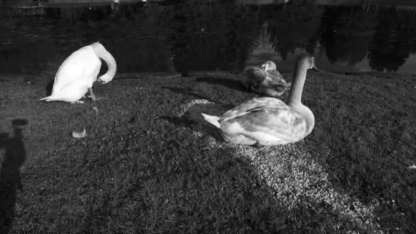 Young Still Brown Swans Shore Small Lake Just Feeding Themselves — Stockvideo