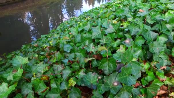 Hiedra Verde Suelo Del Bosque — Vídeos de Stock