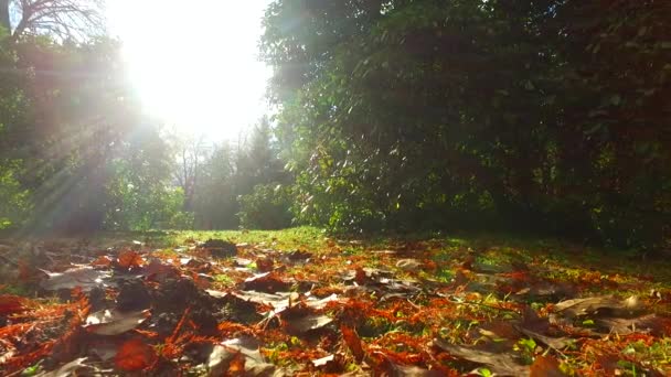 Golden Orange Brown Leaves Ground Autumn Day — 비디오