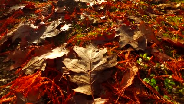 Golden Orange Brown Leaves Ground Autumn Day Low Angle Suitable — 비디오