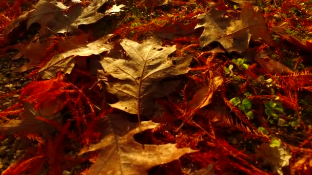 Golden Orange Brown Leaves Ground Autumn Day Low Angle Suitable — 비디오