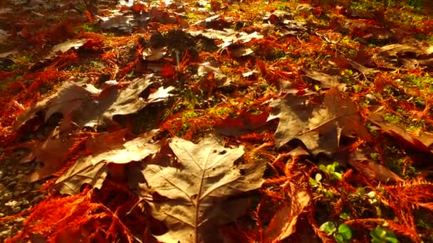 Golden Orange Brown Leaves Ground Autumn Day Low Angle Suitable — 비디오